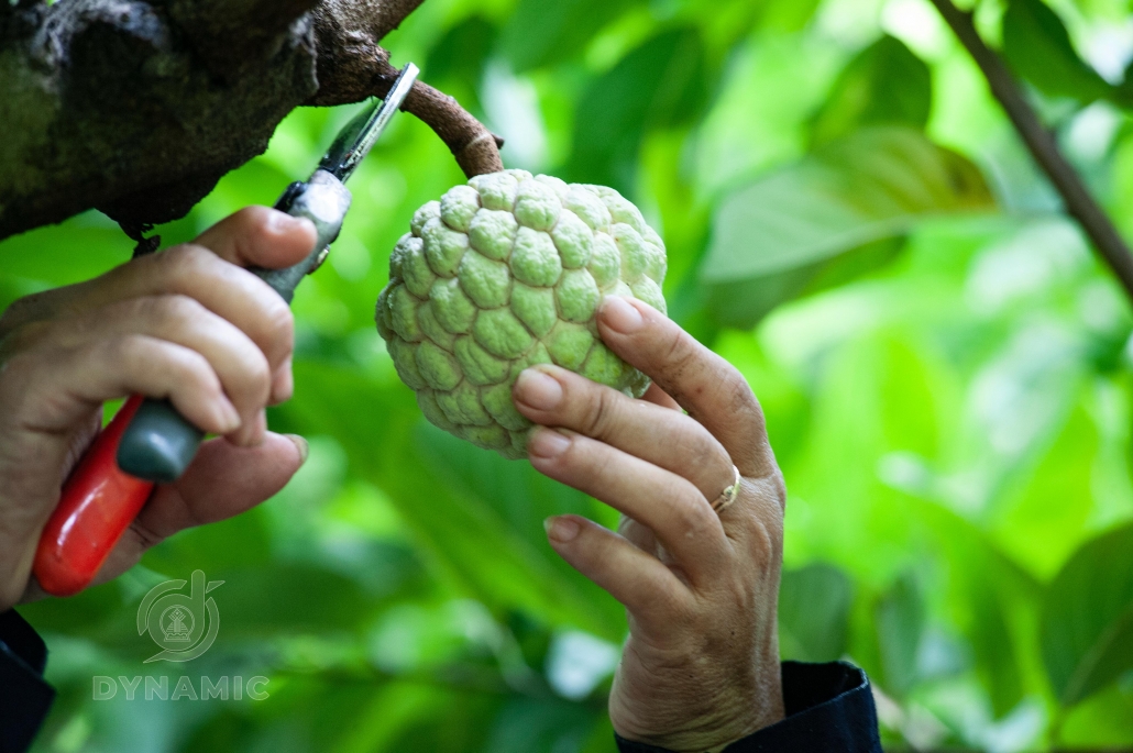 成熟的番荔枝季节