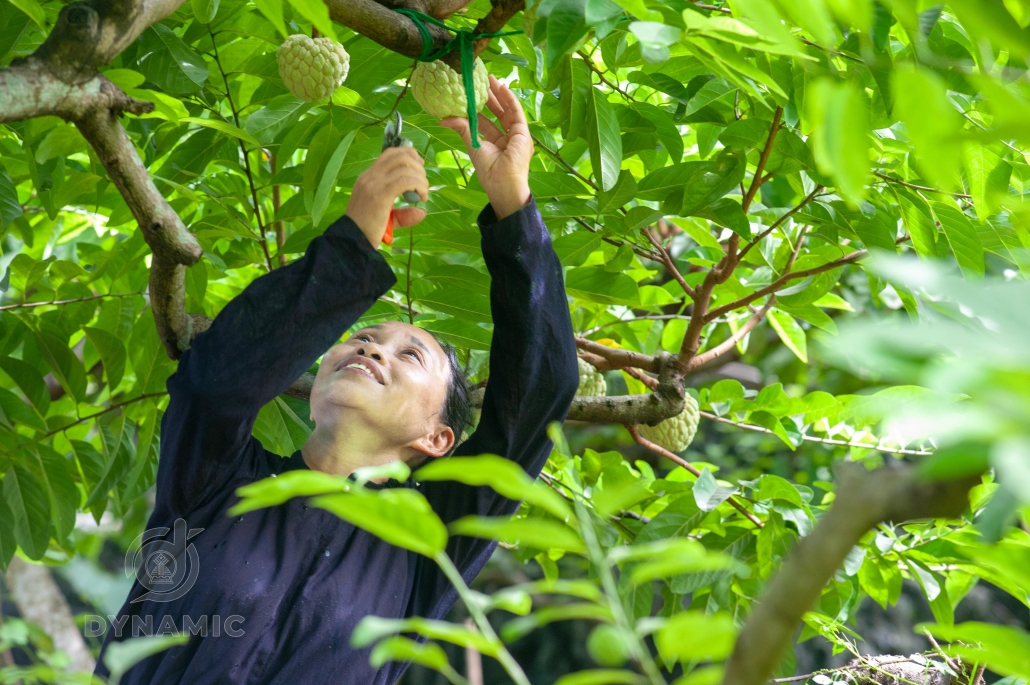 Ripe custard apple season