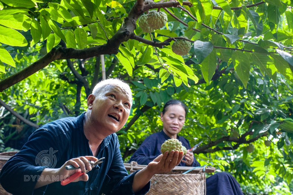 Ripe custard apple season