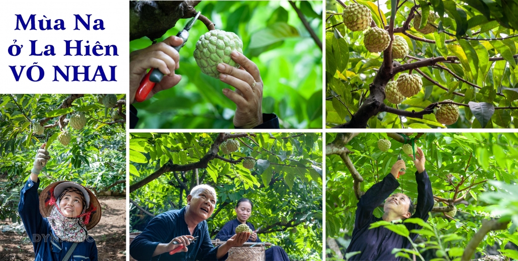 Ripe custard apple season