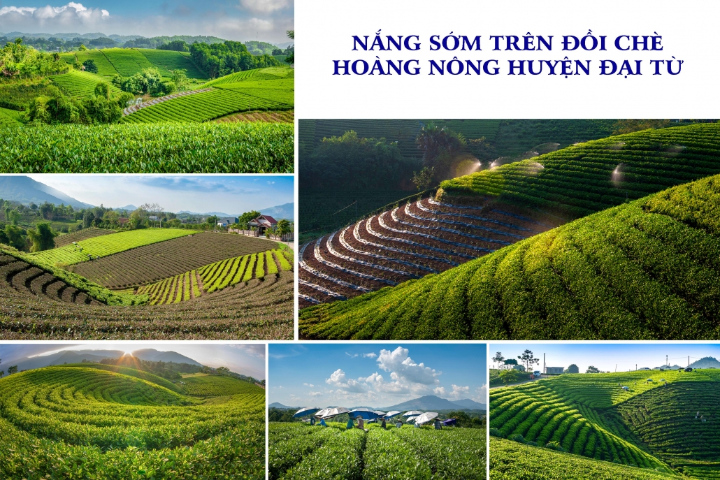 Early sunlight on Hoang Nong tea hill