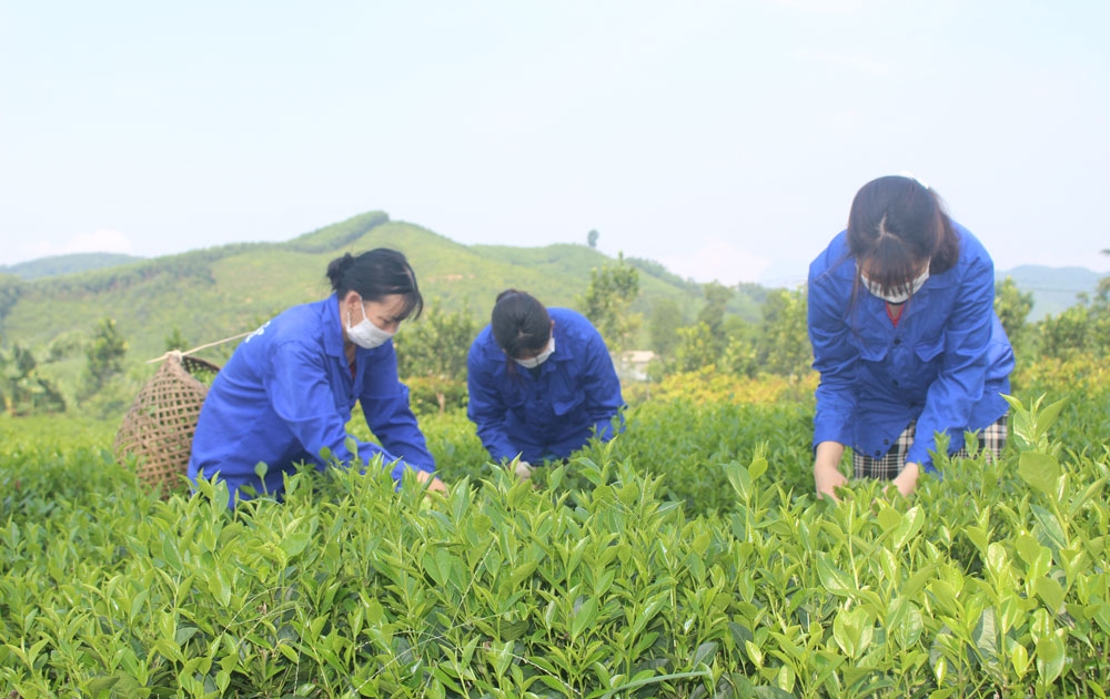 Song Cong: planting over 15 hectares of new tea varieties/year