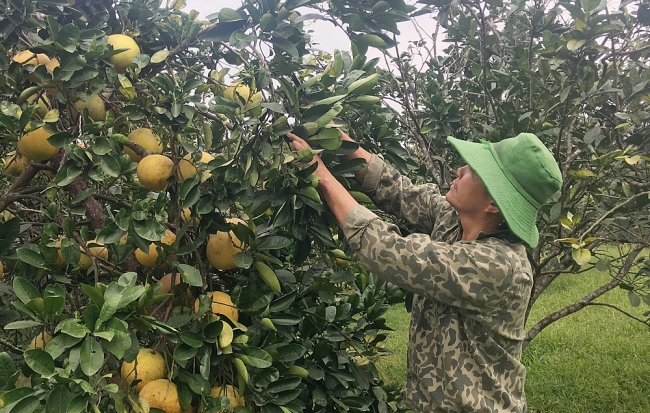 ThaiNguyen: Nearly 970 hectares of fruit trees are produced according to VietGAP standards