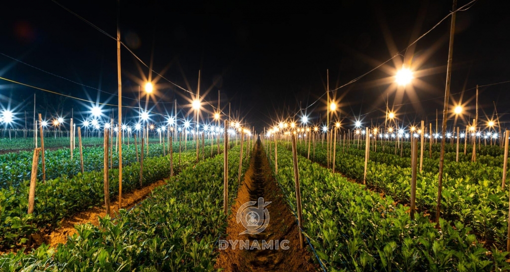 The flower village lights up to prepare for the Tet flower crop