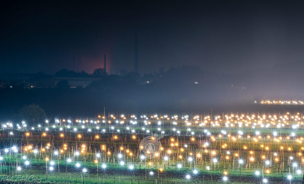 The flower village lights up to prepare for the Tet flower crop