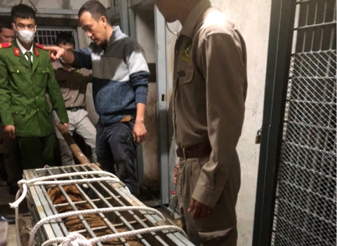 Quảng Trị: Phát hiện vụ vận chuyển trái phép con hổ nặng 200 kg