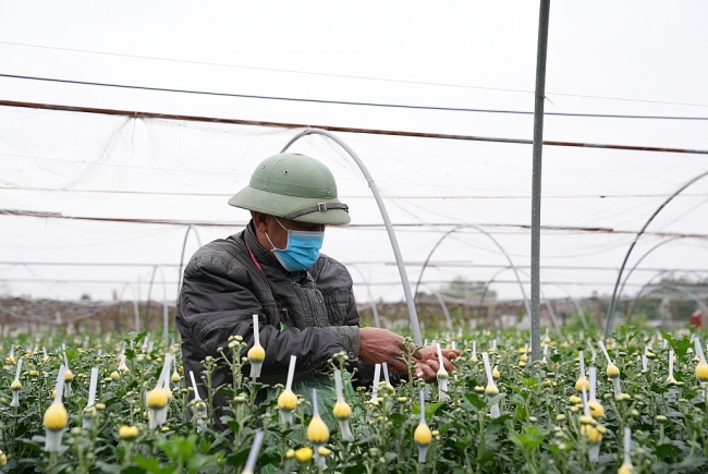 [Photo] Thái Nguyên: Làng hoa, làng rau tất bật vào vụ Tết