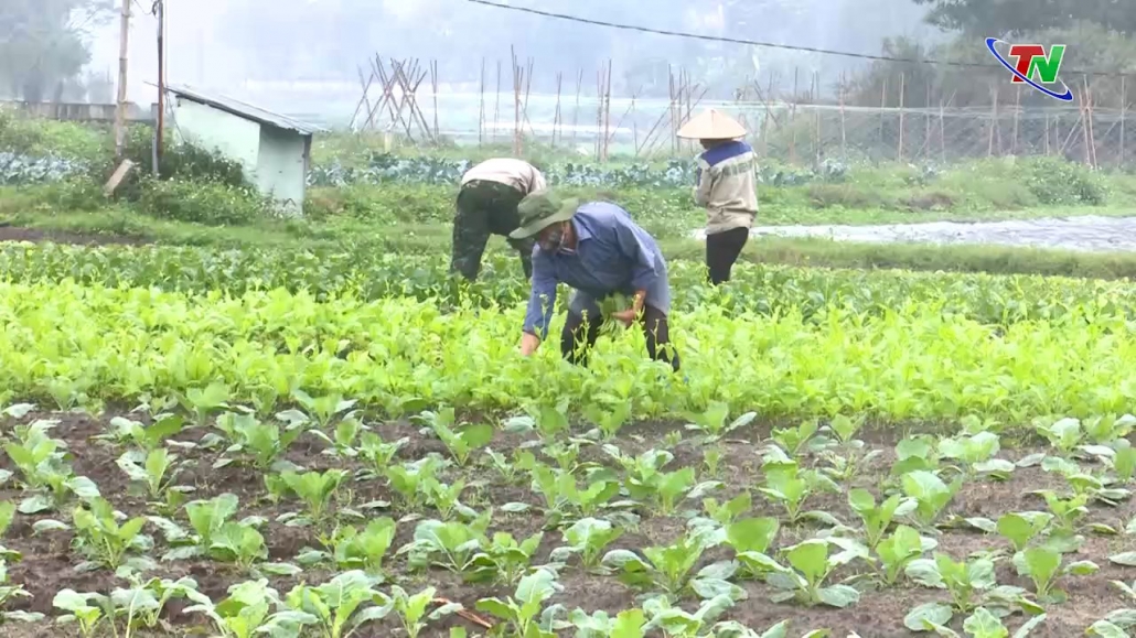 Cung ứng nông sản an toàn dịp Tết Nguyên đán