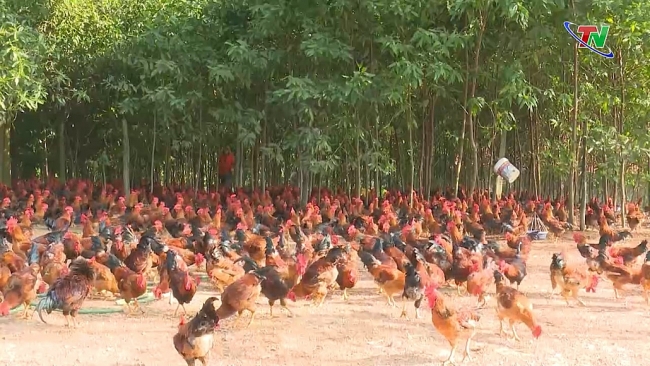 Thái Nguyên: Hướng đến chăn nuôi bền vững