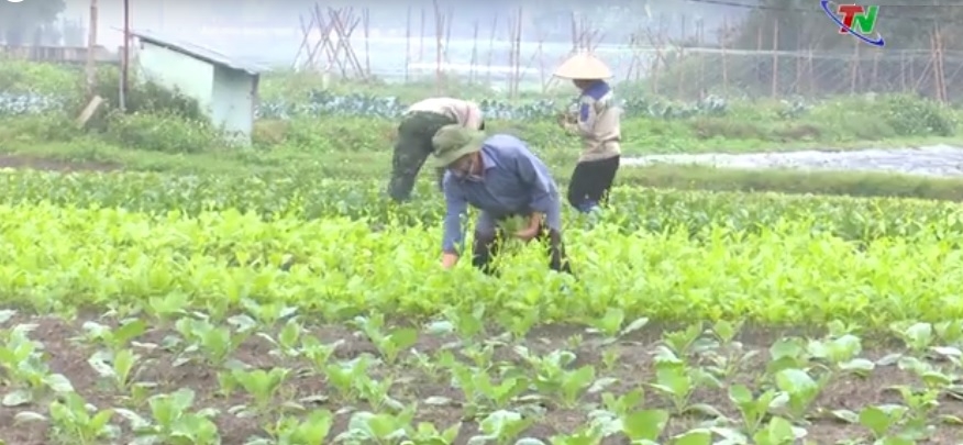 Thái Nguyên: Xây dựng nền nông nghiệp bền vững