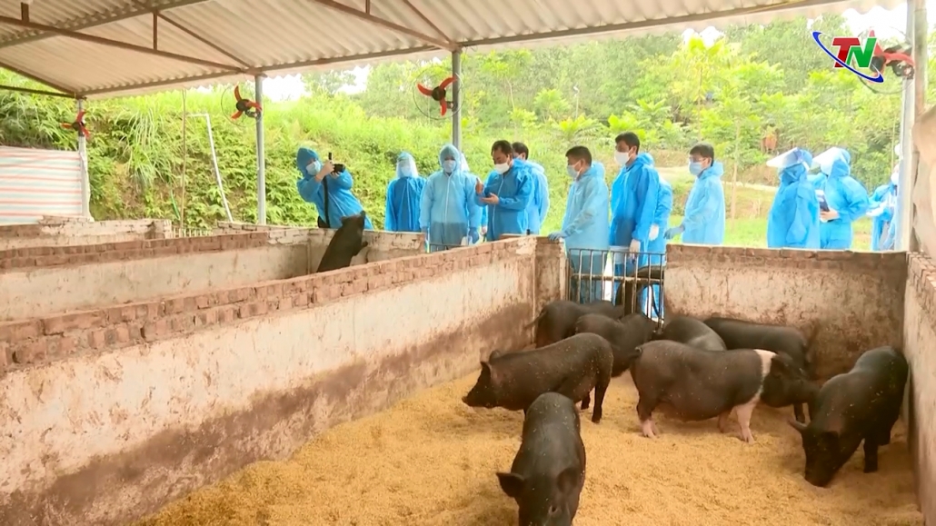 Lãnh đạo tỉnh kiểm tra mô hình nuôi lợn lấy thịt từ thức ăn tự nhiên có bổ sung bột trà xanh