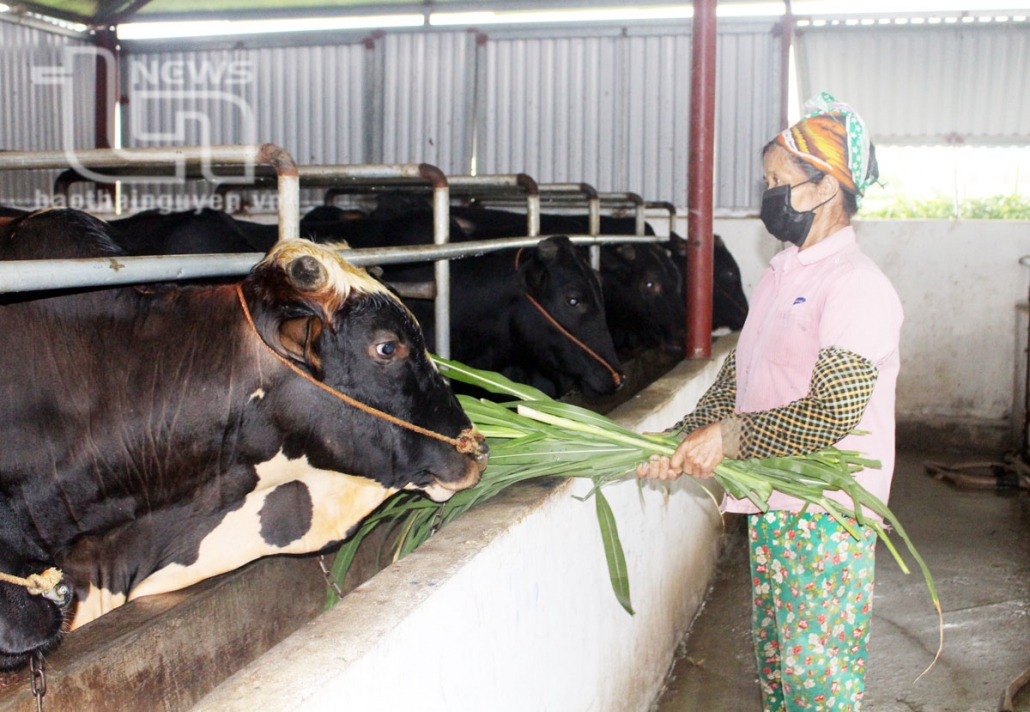 Pho Yen City: 19 livestock facilities are certified with VietGAP