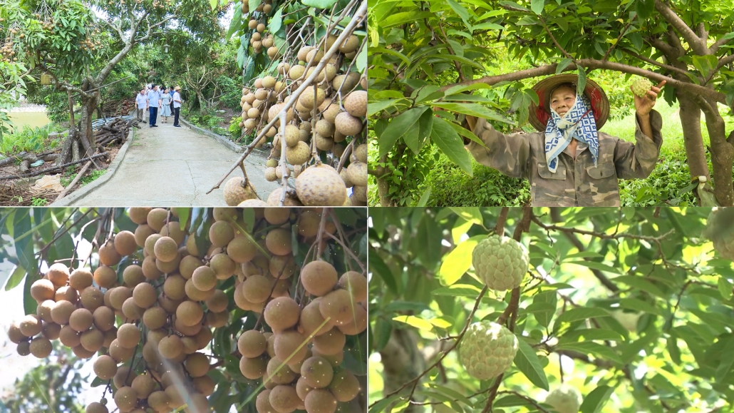Dong Hy: 200 hectares of fruit trees