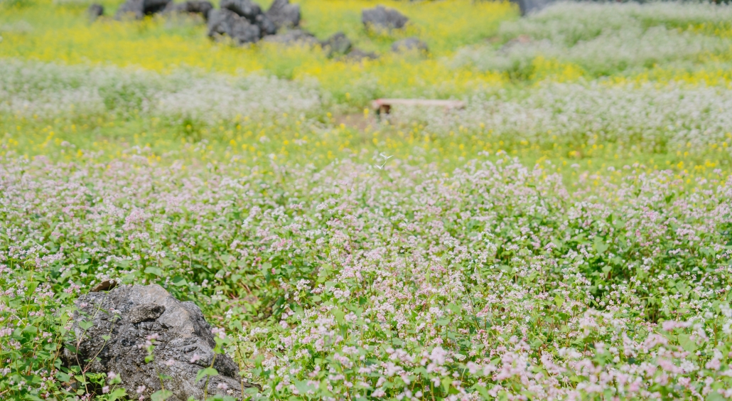 [Photo]Thung lũng hoa tam giác mạch ở Thái Nguyên