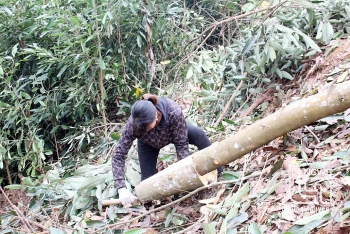 Dinh Hoa: Value of exploited forest products reaches nearly 45 billion VND