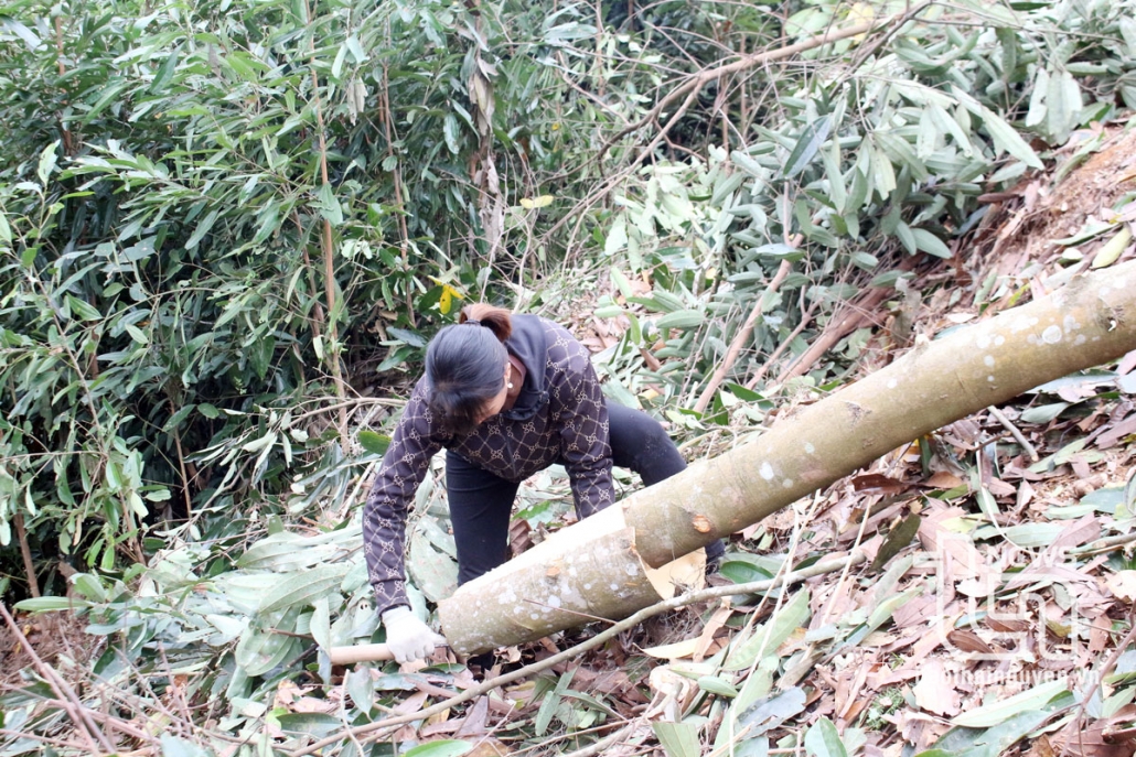 Dinh Hoa: The value of exploited forest products reaches nearly 45 billion VND