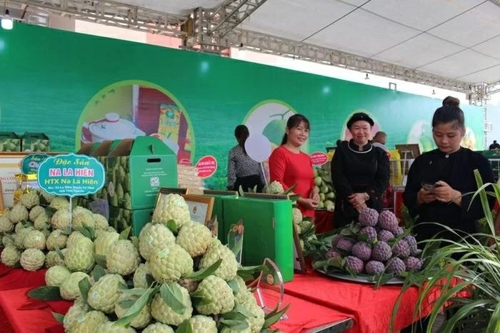 Promote consumption of Vo Nhai custard apples