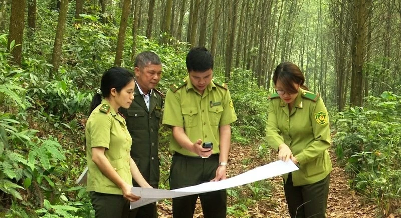 Updating 8.8 million trees on Thai Nguyen SmartTrees software