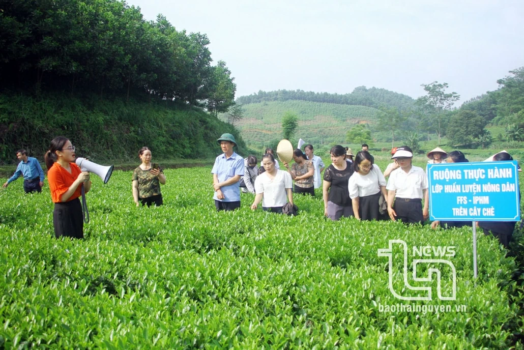 FFS-IPHM method helps increase economic efficiency on tea trees