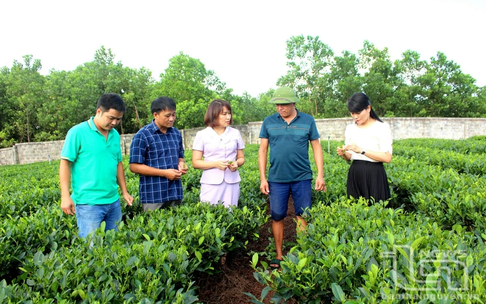 Thai Nguyen City: Increasing value of agricultural products