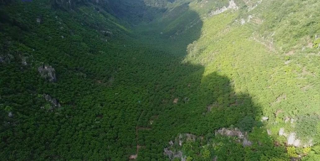 [Photo] Đẩy mạnh xúc tiến, kết nối tiêu thụ sản phẩm Na Võ Nhai và nông sản tỉnh Thái Nguyên