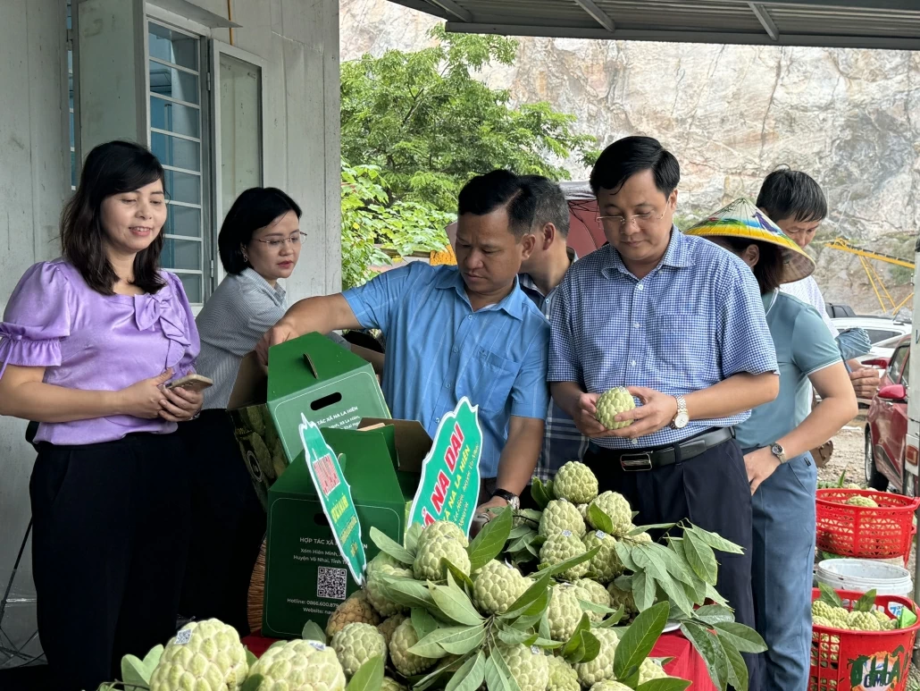 [Photo] Đẩy mạnh xúc tiến, kết nối tiêu thụ sản phẩm Na Võ Nhai và nông sản tỉnh Thái Nguyên