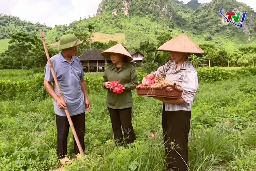 “Đánh thức” tiềm năng dược liệu