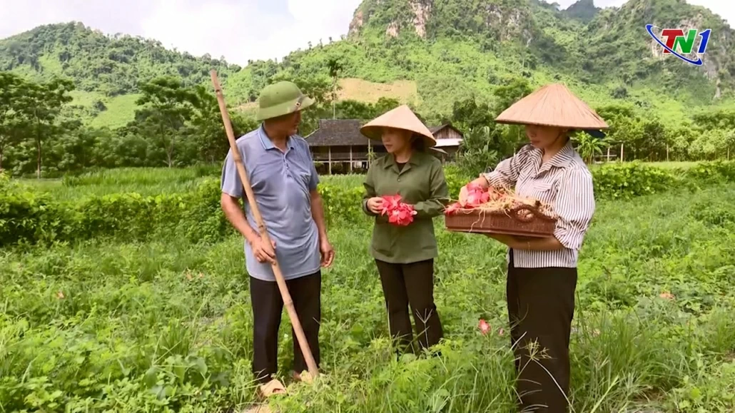 “Đánh thức” tiềm năng dược liệu