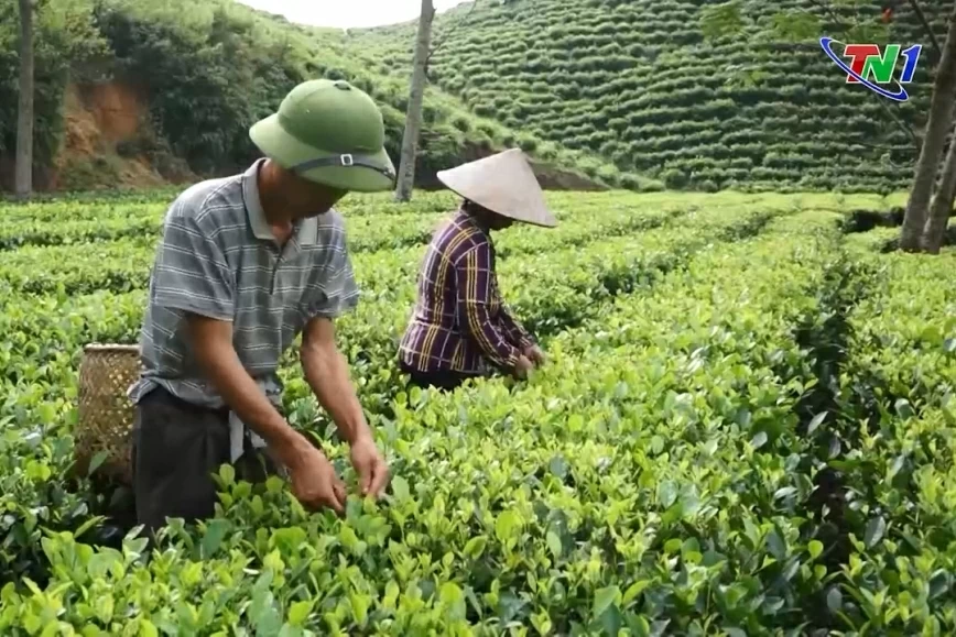 Thái Nguyên quản lý 74 mã vùng trồng