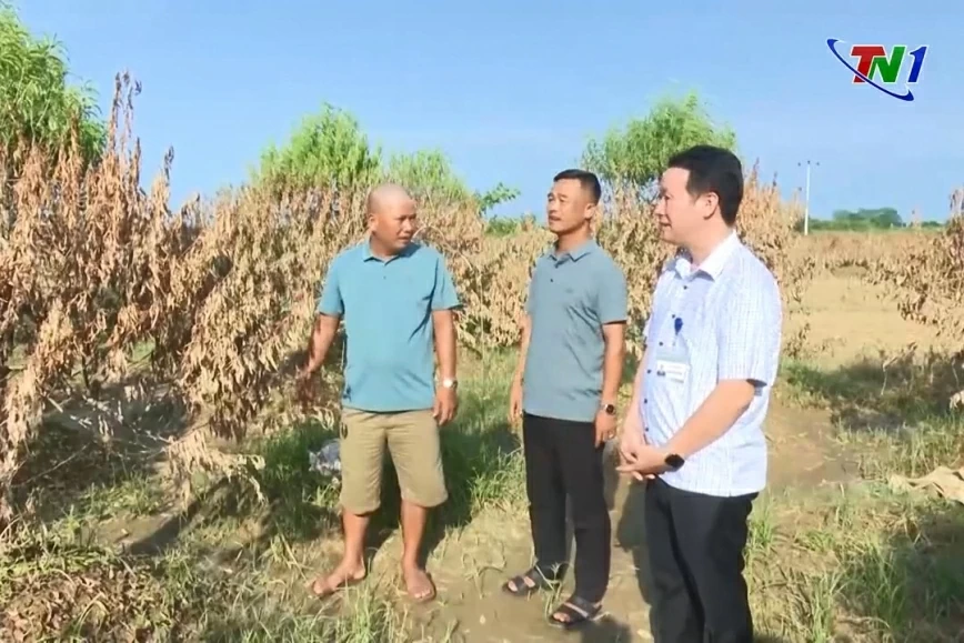 Làng đào Cam Giá, TP Thái Nguyên nỗ lực vượt khó sau bão lũ