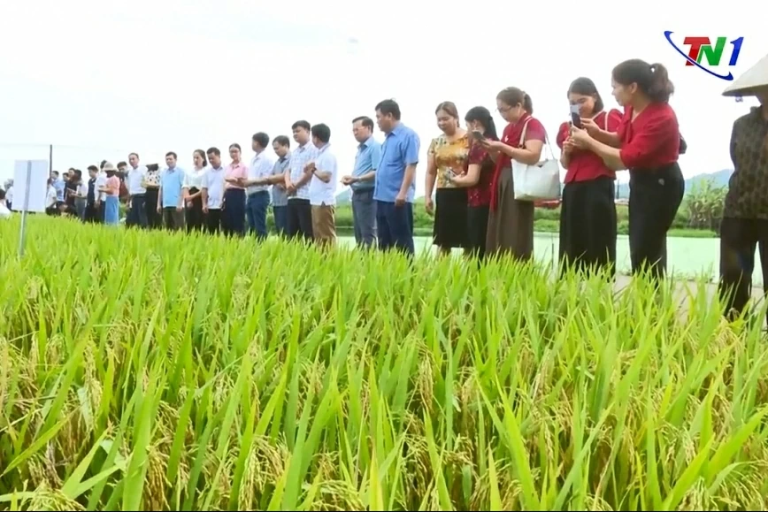 Nâng cao chất lượng, giá trị lúa gạo