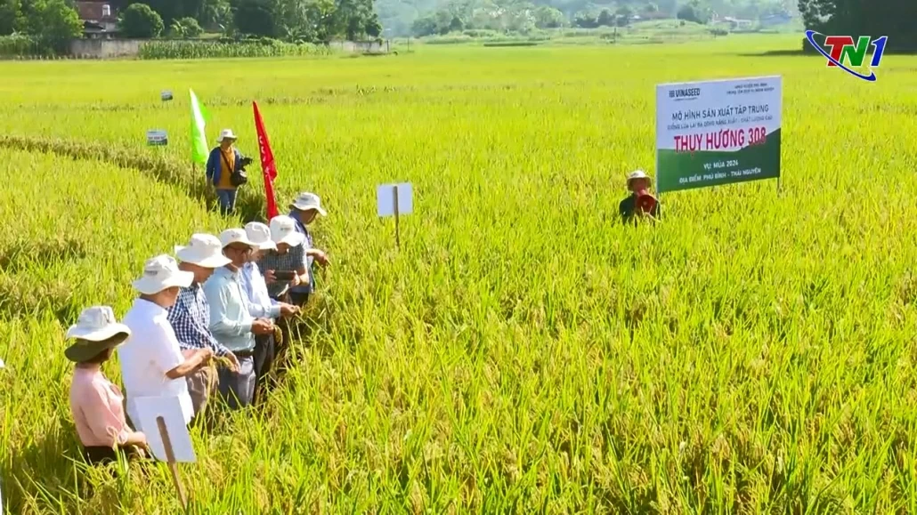 Nâng cao chất lượng, giá trị lúa gạo