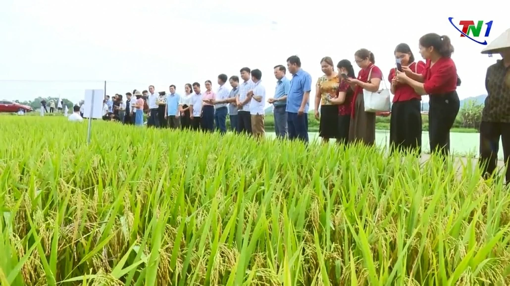 Nâng cao chất lượng, giá trị lúa gạo