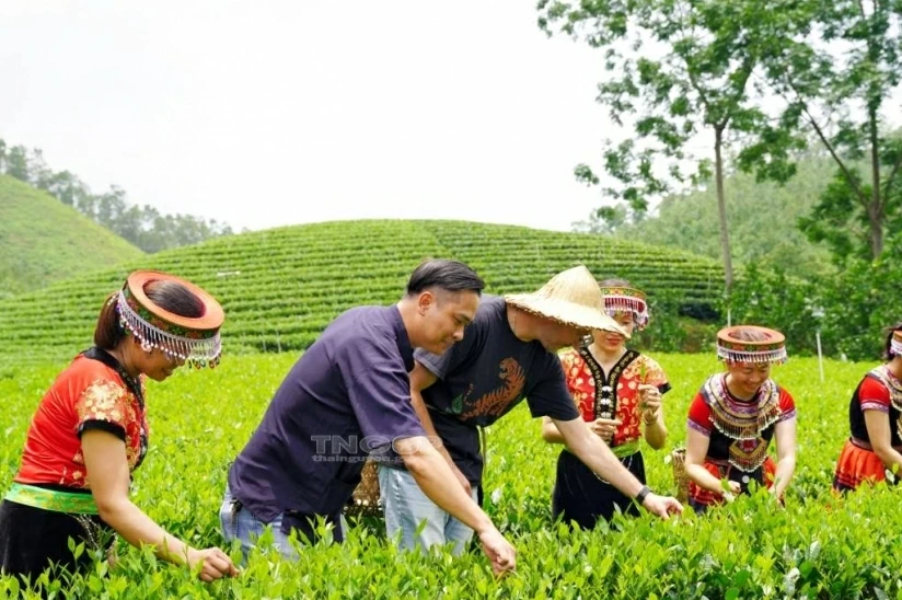 Unlocking tourism potential in Dong Hy tea area