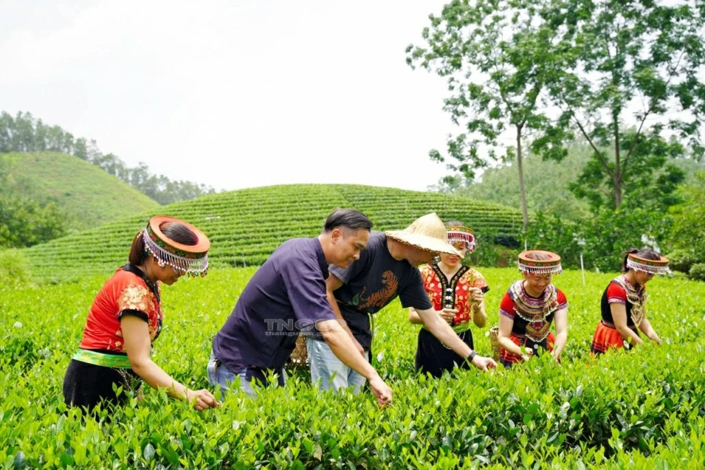 Unlocking tourism potential in Dong Hy tea area