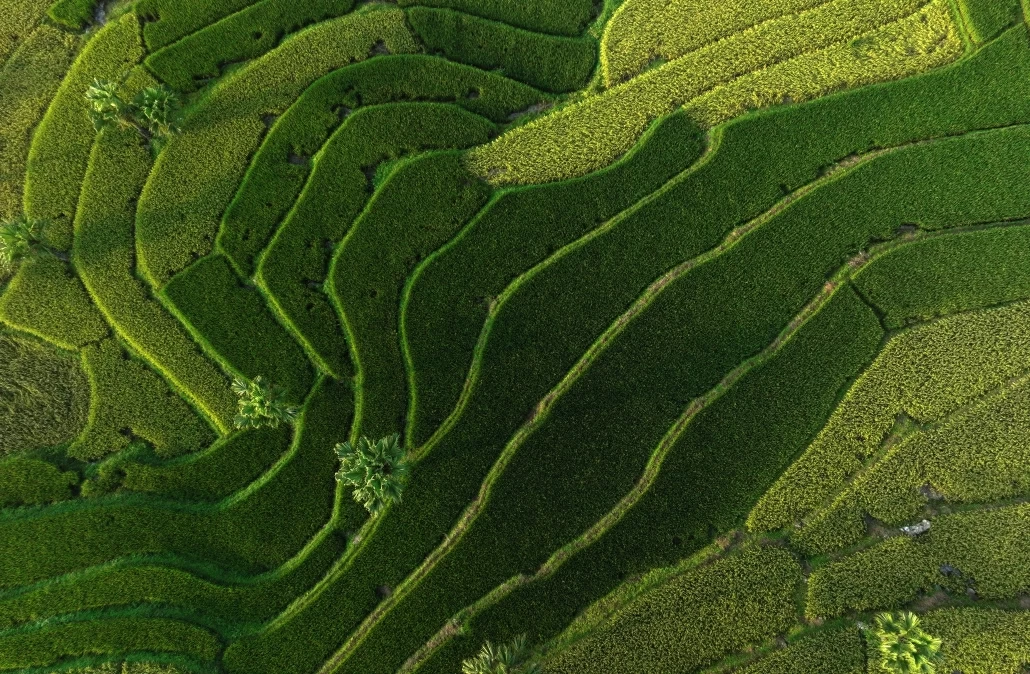 [Photo] Mùa lúa ở Bản Tèn