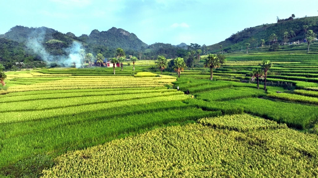 [Photo] Mùa lúa ở Bản Tèn