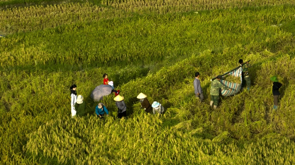 [Photo] Mùa lúa ở Bản Tèn