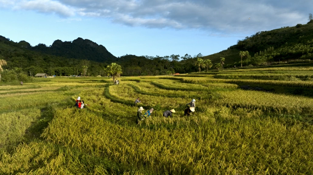 [Photo] Mùa lúa ở Bản Tèn