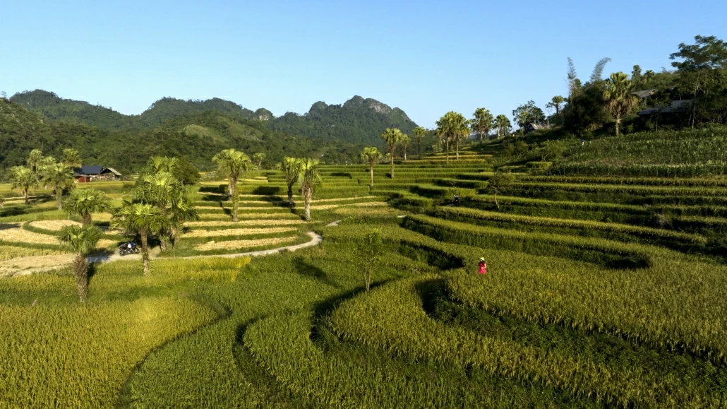 [Photo] Mùa lúa ở Bản Tèn