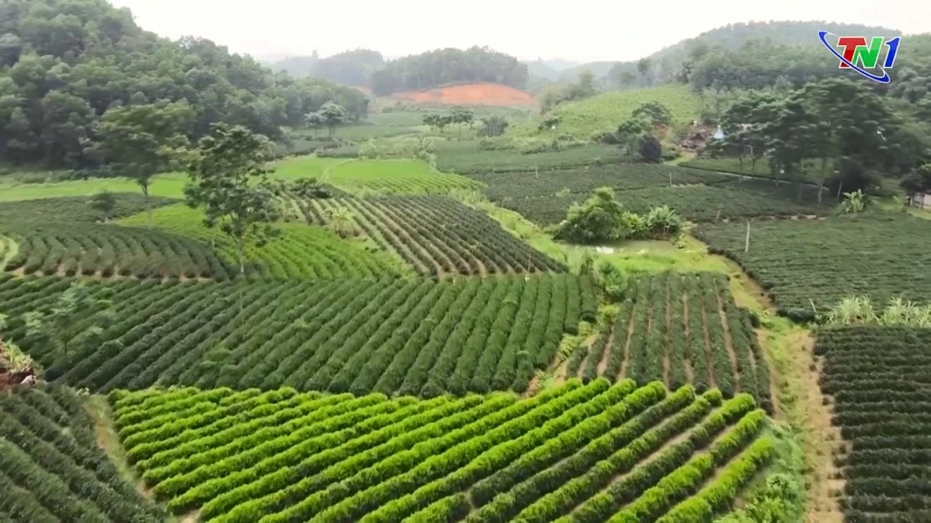 Nâng tầm thương hiệu trà Thái Nguyên lên thành văn hoá Trà