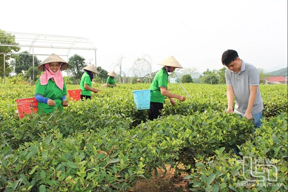 普安市：在各合作社工作的劳动者的每年收入为6千万越盾