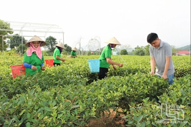 Pho Yen City: Workers