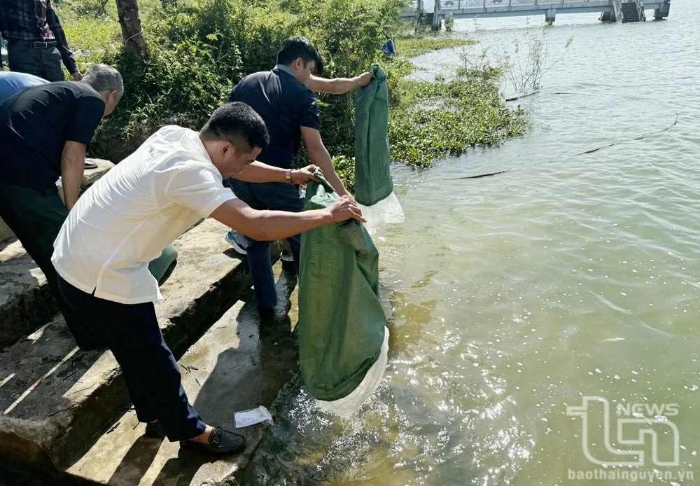 Thai Nguyen: Releasing over 65.4 thousand fish seed to regenerate aquatic resources