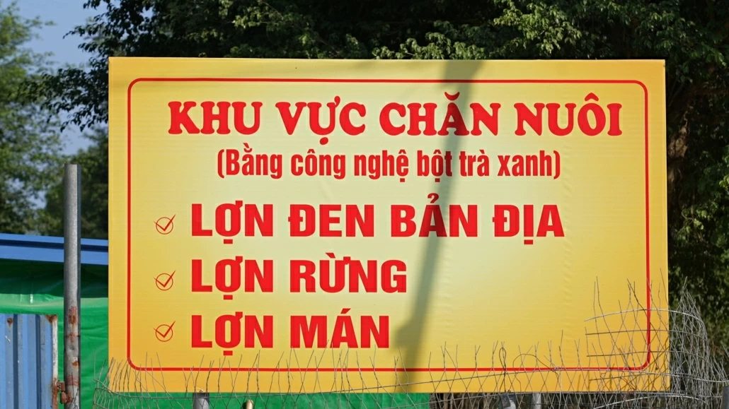 [Photo] Triển vọng mô hình nuôi lợn từ thức ăn có bổ sung chè xanh