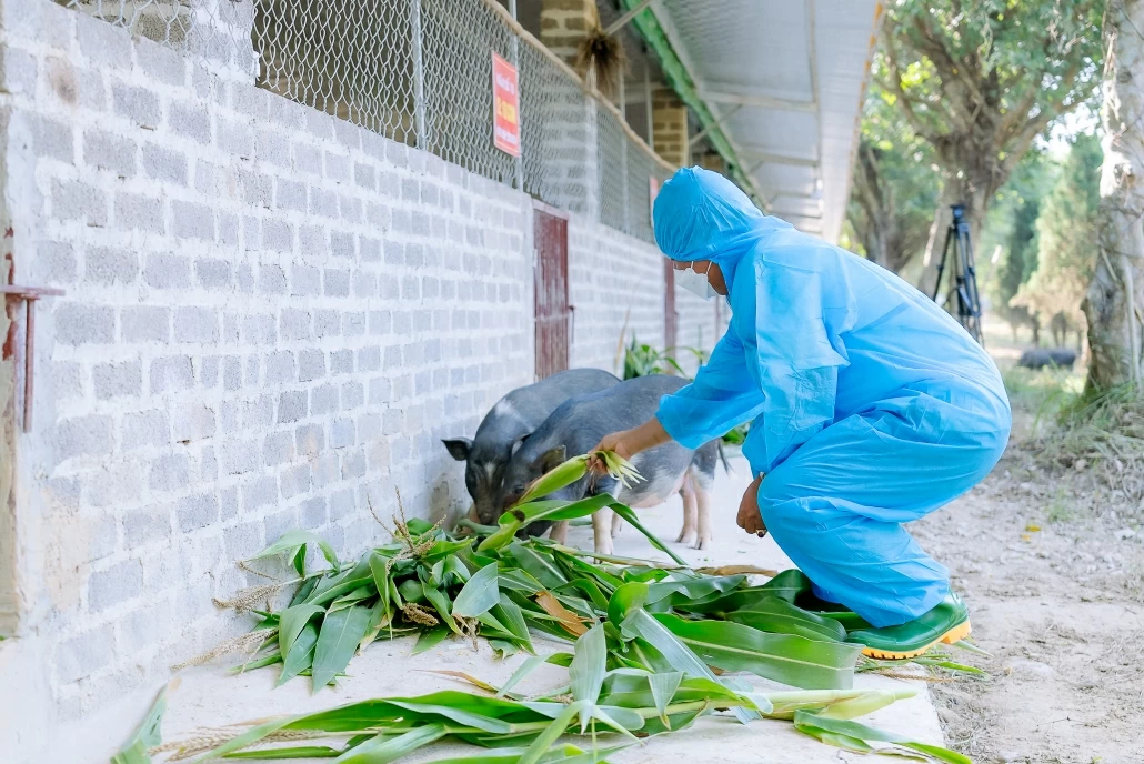 [Photo] Triển vọng mô hình nuôi lợn từ thức ăn có bổ sung chè xanh