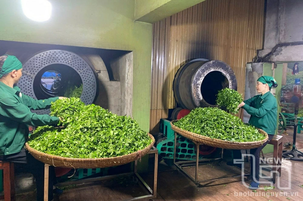 Strengthening tea quality management