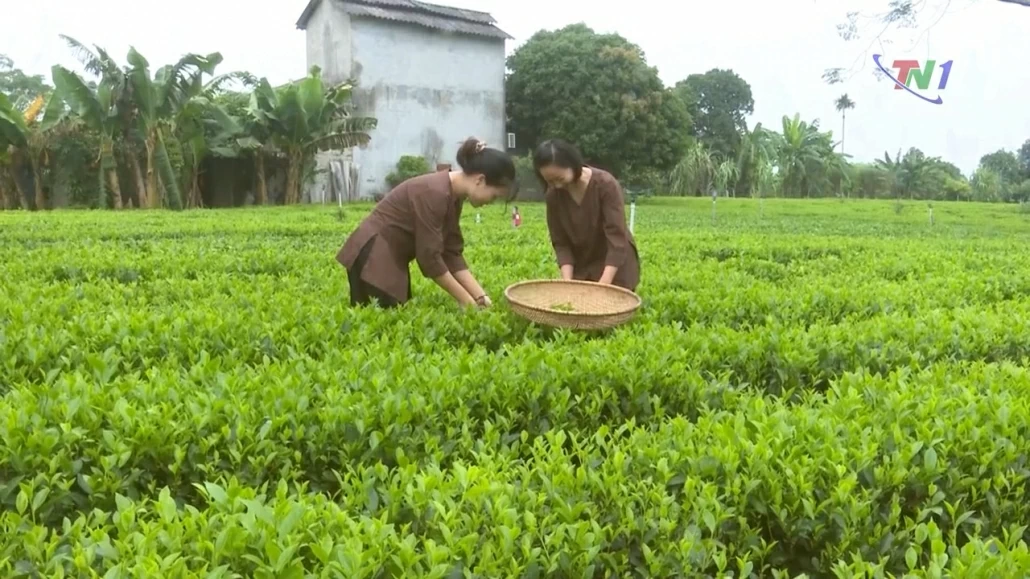 Góp phần lan tỏa giá trị chè Tân Cương