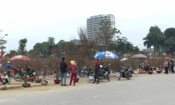 TP Thái Nguyên: Nhộn nhịp chợ hoa, cây cảnh ngày Tết