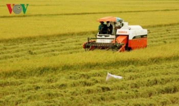 Chiều nay, Chính phủ họp về vấn đề lúa gạo xuống giá